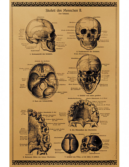 chart vintage anatomy