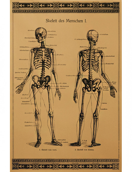 chart vintage anatomy