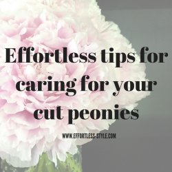 EASY TIPS FOR CARING FOR YOUR PEONIES