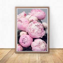 pink peonies photography pink