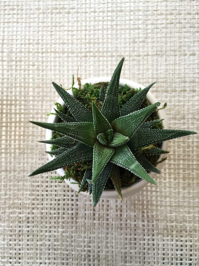 succulent mini planter