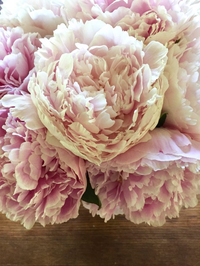 how to get the most out of your peonies