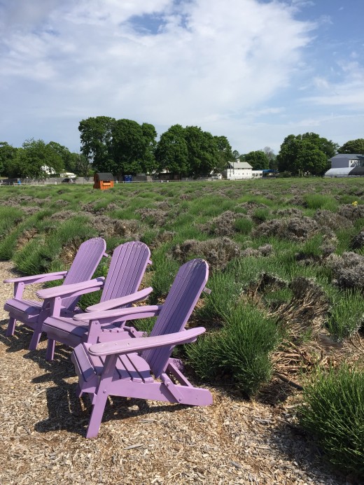 lavender at the bay