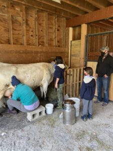 maeflower-farms-cow-milking