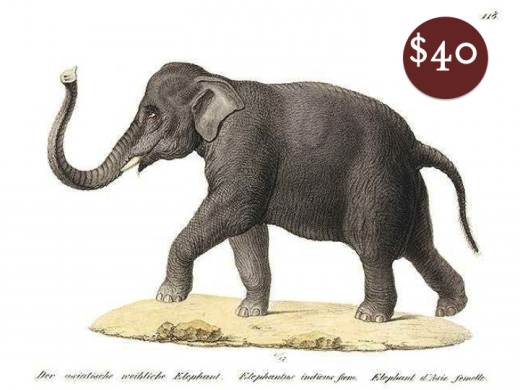 elephant prints