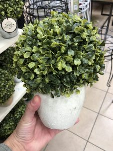 mini boxwoods vase