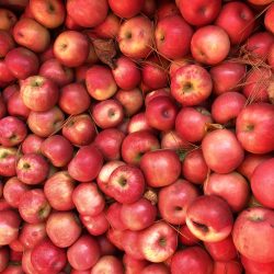 jericho-cider-mill