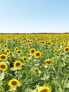 sunflower-field-long-island