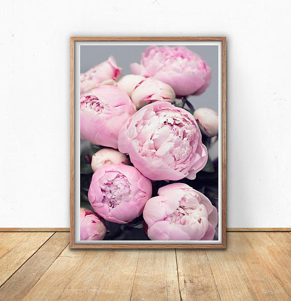 pink peonies photography pink