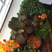 Make your own Terrarium