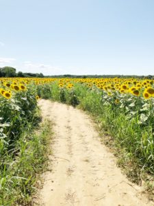 long-island-sunflower-maze