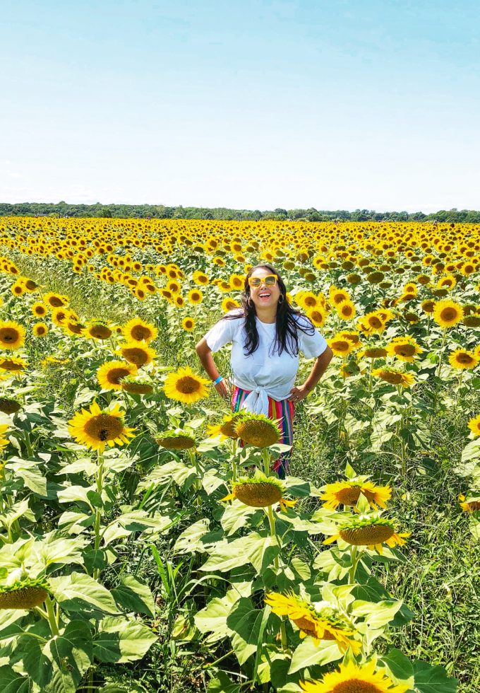 sunflower-fields-long-island
