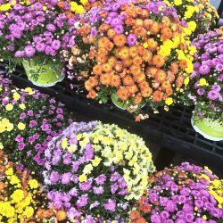 fall-outdoor-decor